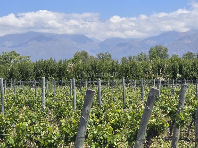 Finca en Venta en Tunuyan, Mendoza
