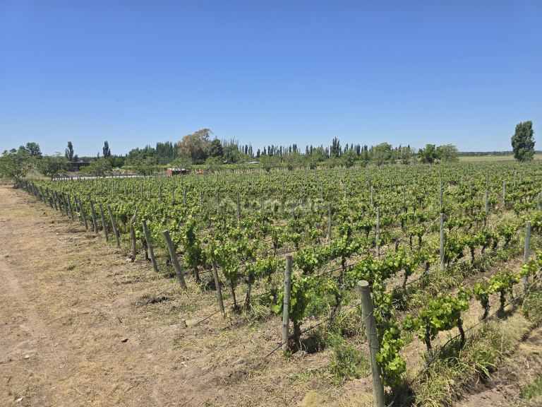 Finca en Venta en Tunuyan, Mendoza