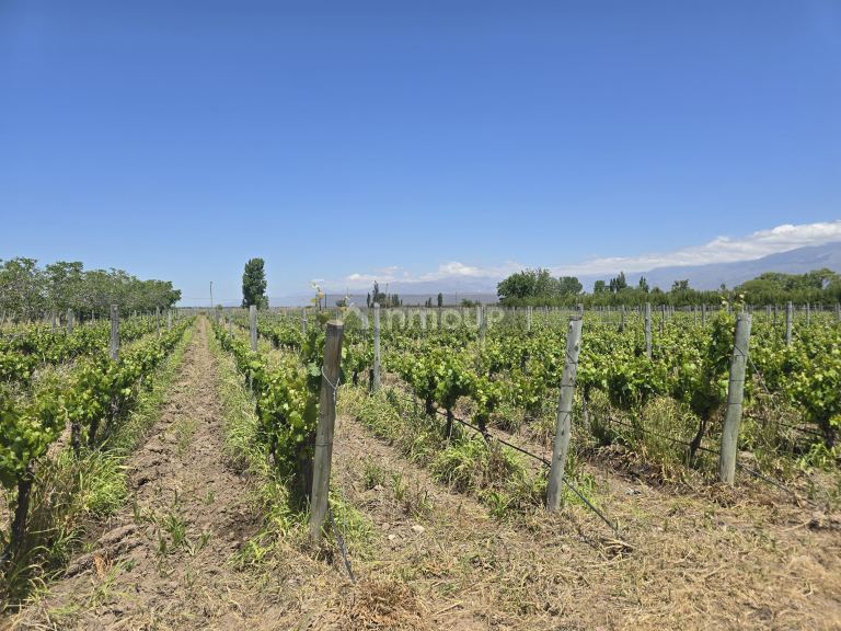 Finca en Venta en Tunuyan, Mendoza