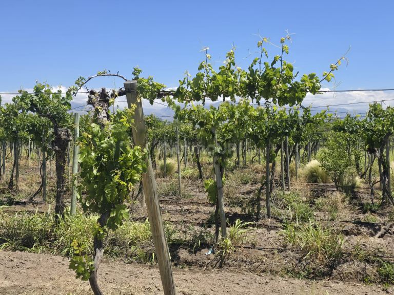 Finca en Venta en Tunuyan, Mendoza