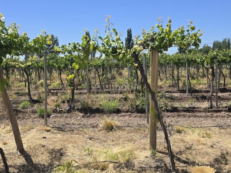 Finca en Venta en Tunuyan, Mendoza