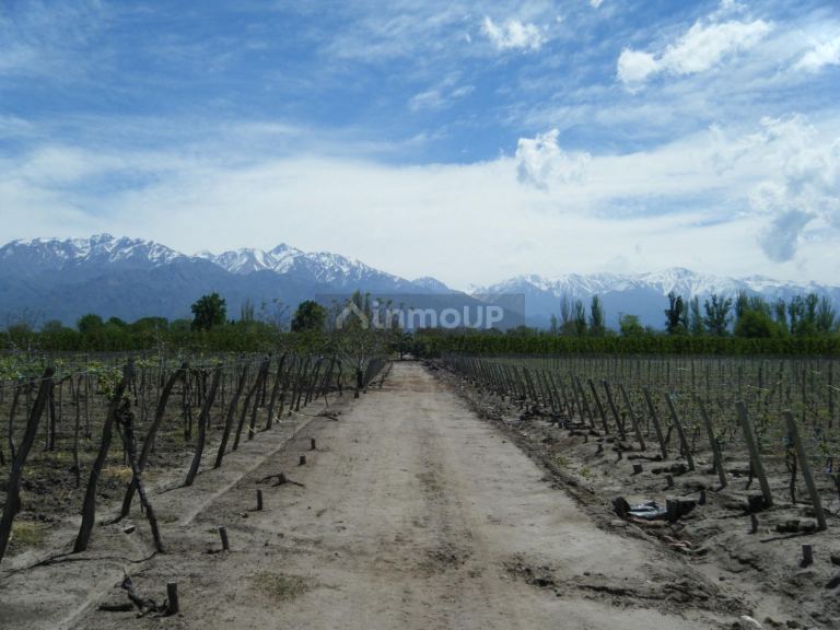 Finca en Venta en Tunuyan, Mendoza