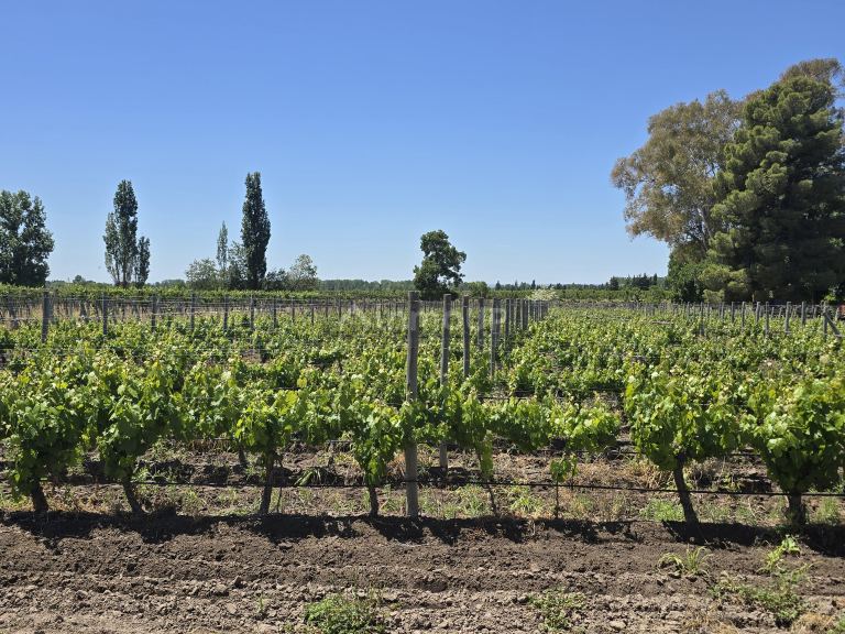Finca en Venta en Tunuyan, Mendoza