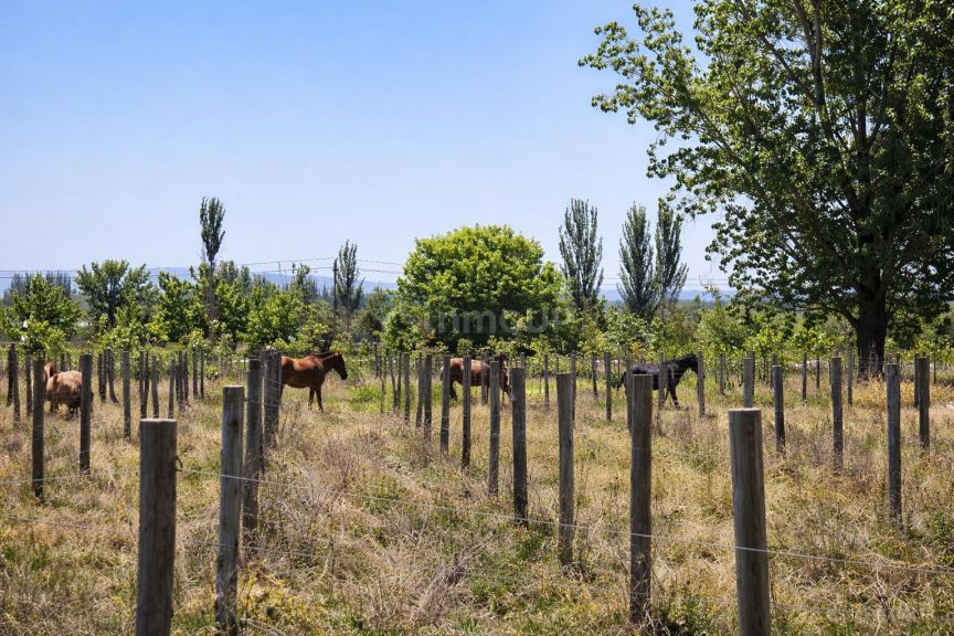Finca en Venta en Tunuyan, Mendoza