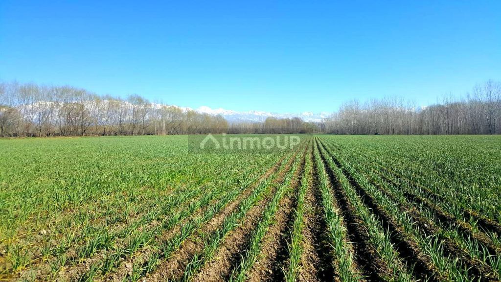 Finca en Venta en Tunuyan, Mendoza