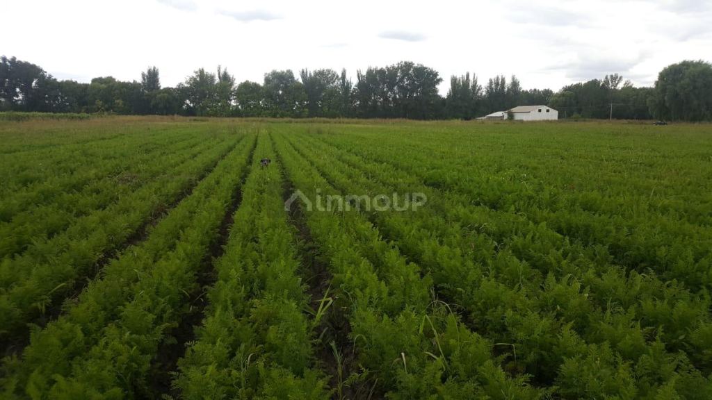 Finca en Venta en Tunuyan, Mendoza