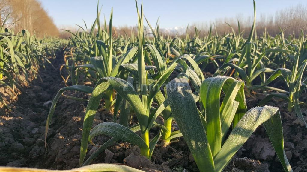 Finca en Venta en Tunuyan, Mendoza