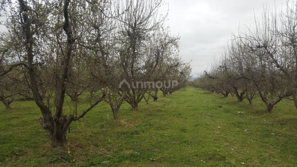 Finca en Venta en Tunuyan, Mendoza