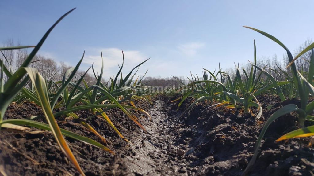 Finca en Venta en Tunuyan, Mendoza
