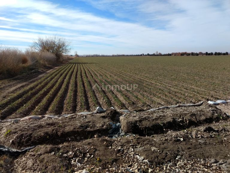 Finca en Venta en Tunuyan, Mendoza