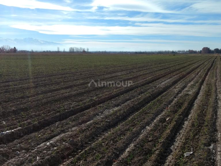 Finca en Venta en Tunuyan, Mendoza