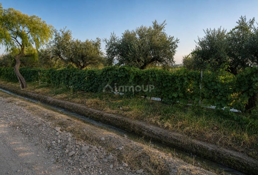 Finca en Venta en Maipu, Mendoza