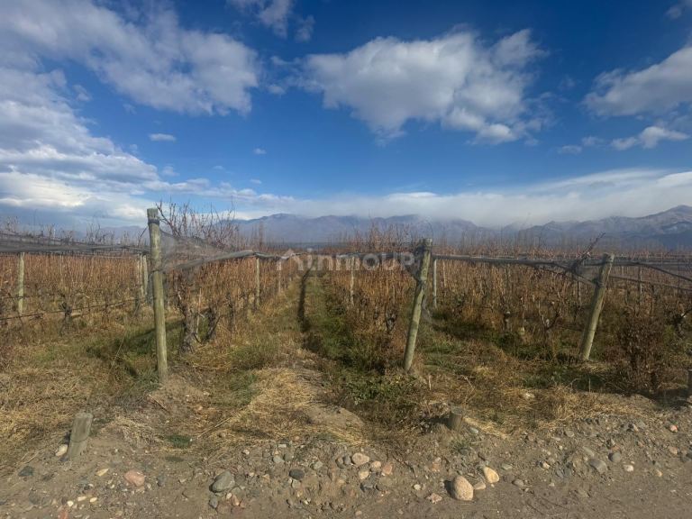 Finca en Venta en Tupungato, Mendoza