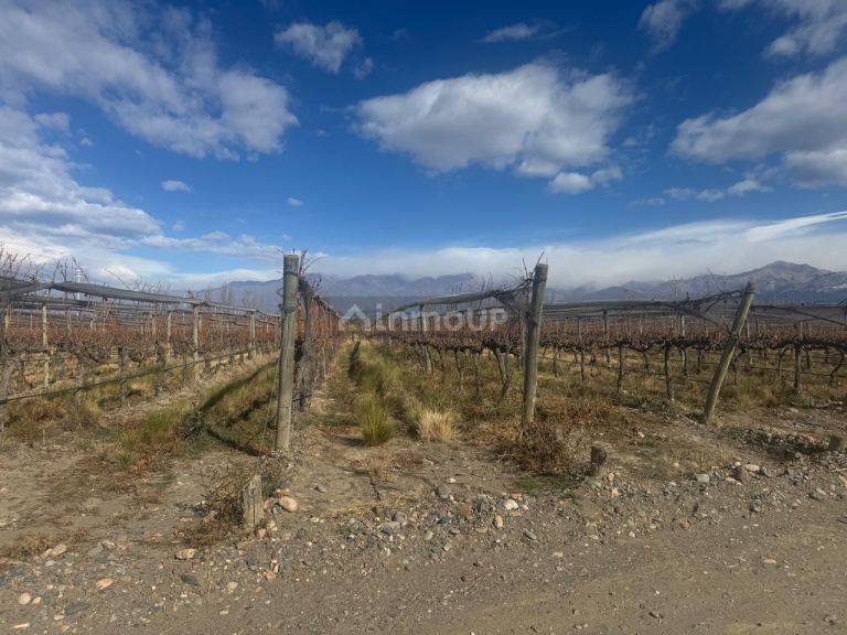 Finca en Venta en Tupungato, Mendoza
