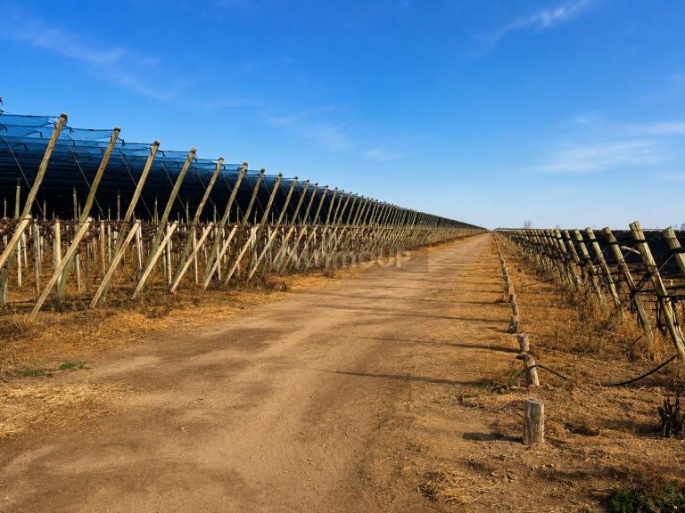 Finca en Venta en San Martin, Mendoza
