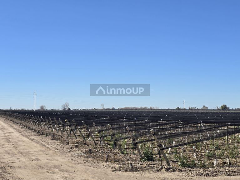 Finca en Venta en San Martin, Mendoza - USD 700.000 | Inmoup - 13