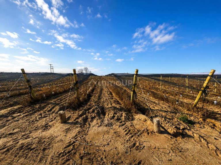 Finca en Venta en San Martin, Mendoza
