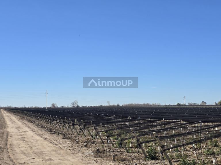 Finca en Venta en San Martin, Mendoza - USD 700.000 | Inmoup - 11