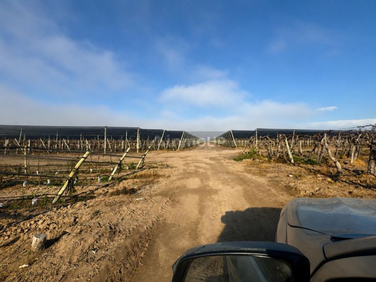 Finca en Venta en San Martin, Mendoza