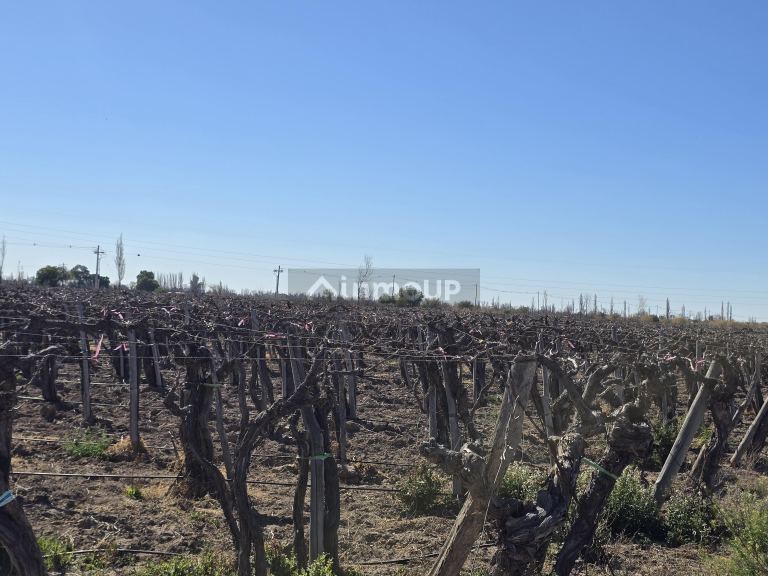 Finca en Venta en San Martin, Mendoza - USD 700.000 | Inmoup - 12