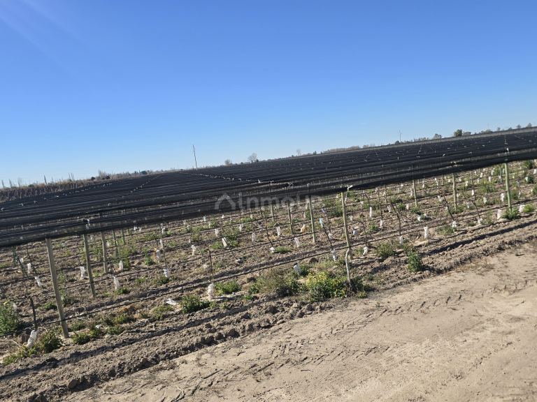 Finca en Venta en San Martin, Mendoza - USD 700.000 | Inmoup - 28