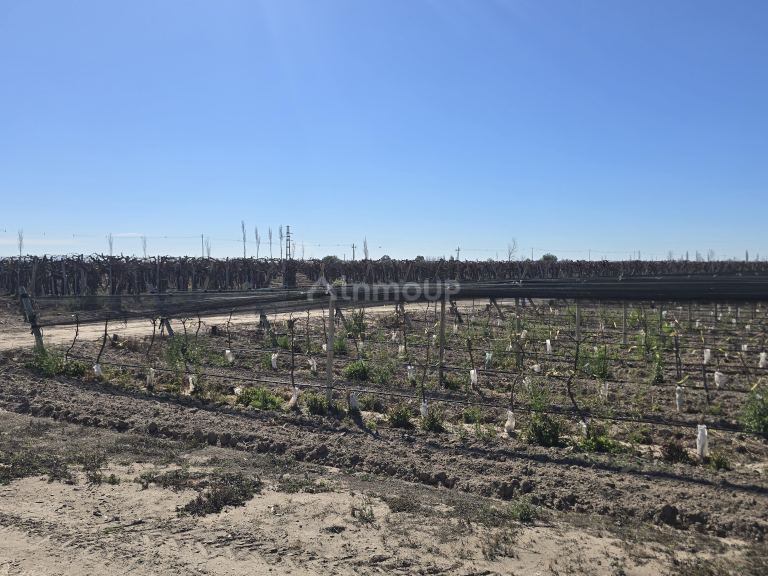 Finca en Venta en San Martin, Mendoza - USD 700.000 | Inmoup - 18