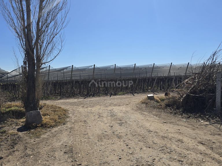 Finca en Venta en San Martin, Mendoza - USD 700.000 | Inmoup - 27