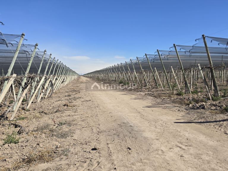 Finca en Venta en San Martin, Mendoza - USD 700.000 | Inmoup - 25
