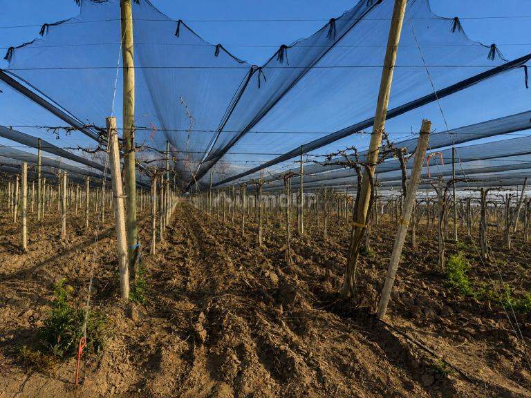 Finca en Venta en San Martin, Mendoza