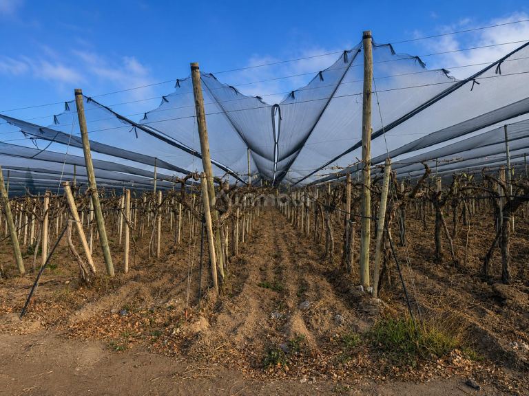 Finca en Venta en San Martin, Mendoza