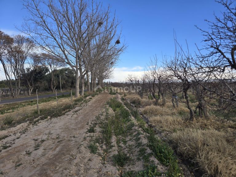Finca en Venta en Rivadavia, Mendoza