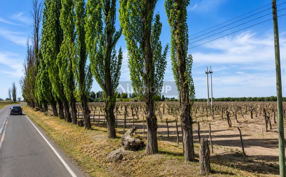 Finca en Venta en Rivadavia, Mendoza