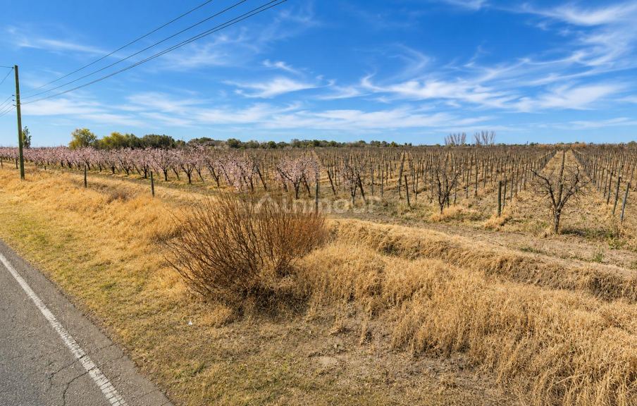 Finca en Venta en Rivadavia, Mendoza