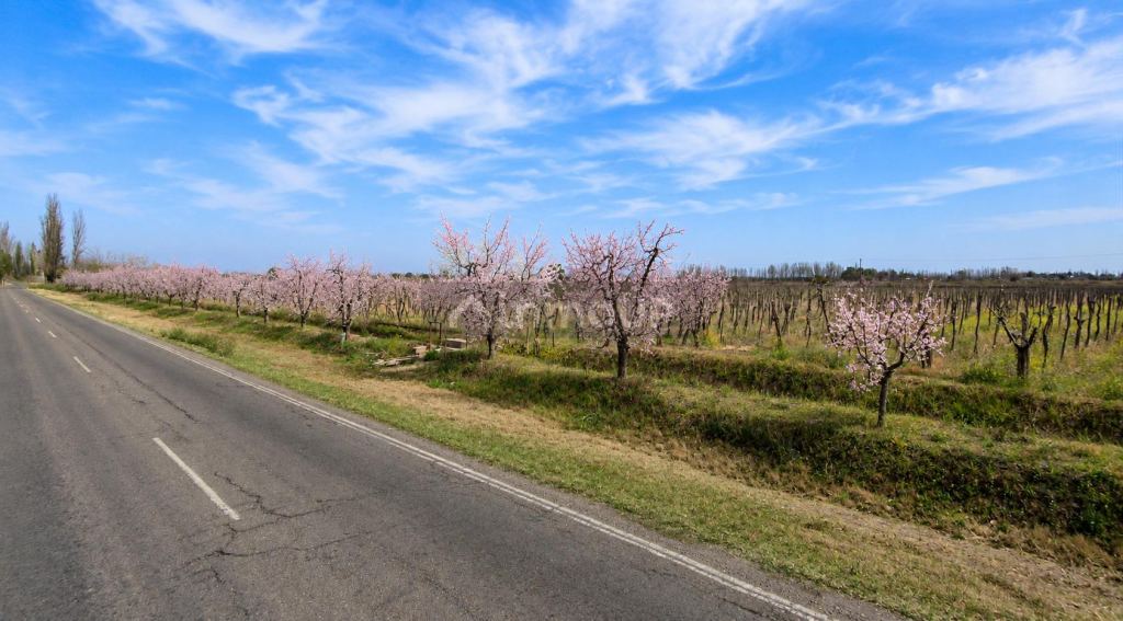 Finca en Venta en Rivadavia, Mendoza