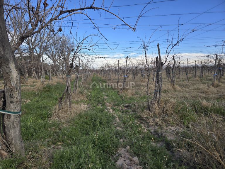 Finca en Venta en Rivadavia, Mendoza