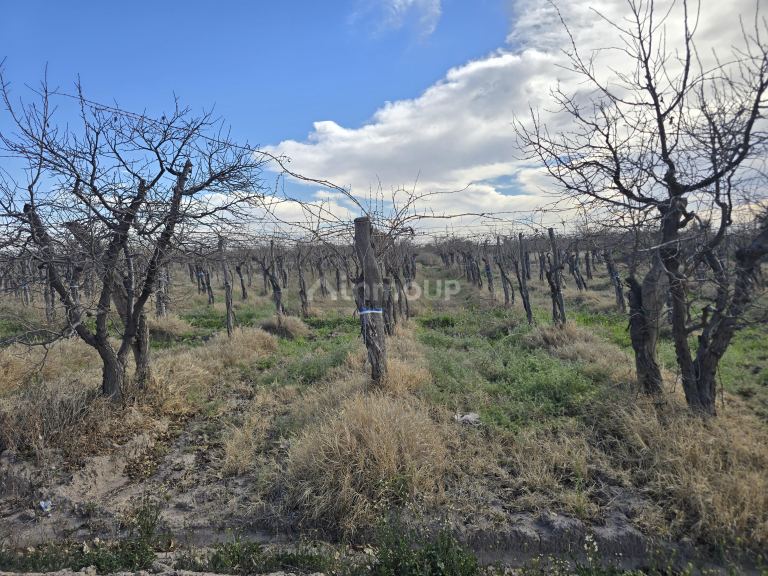 Finca en Venta en Rivadavia, Mendoza