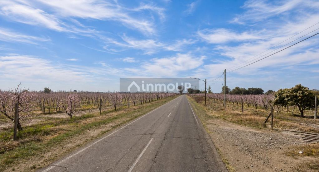Finca en Venta en Rivadavia, Mendoza
