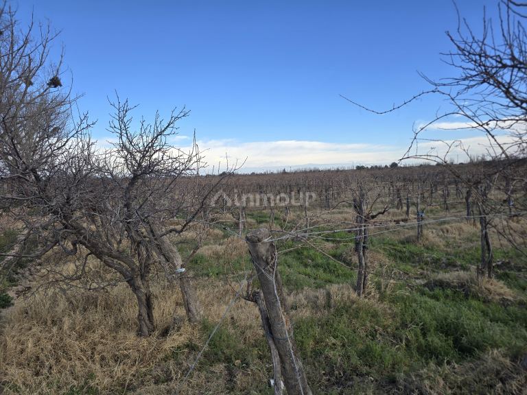 Finca en Venta en Rivadavia, Mendoza