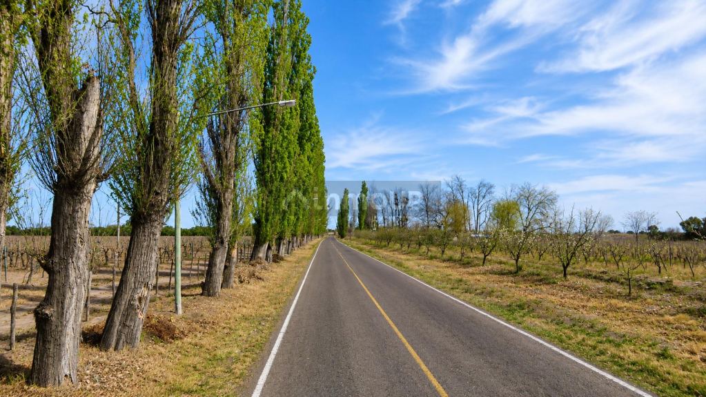 Finca en Venta en Rivadavia, Mendoza