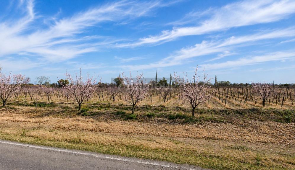 Finca en Venta en Rivadavia, Mendoza