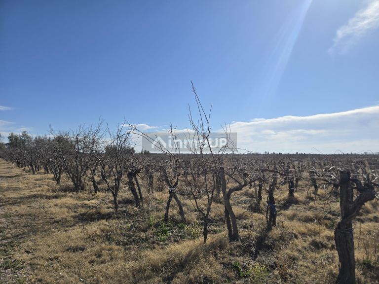 Finca en Venta en Rivadavia, Mendoza