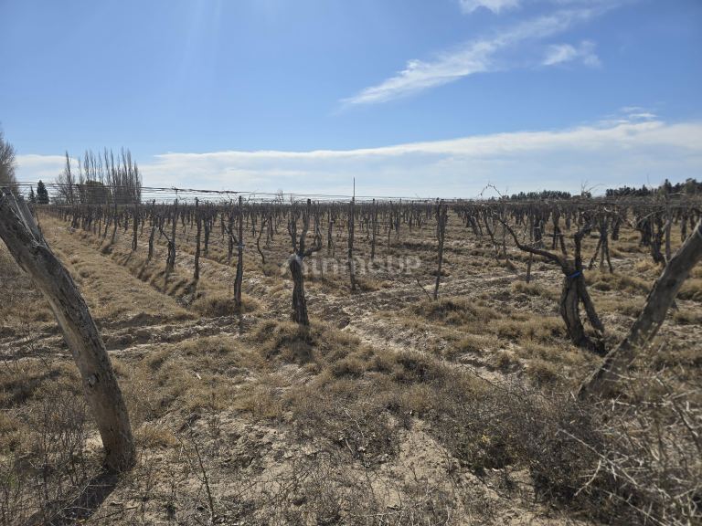 Finca en Venta en Rivadavia, Mendoza