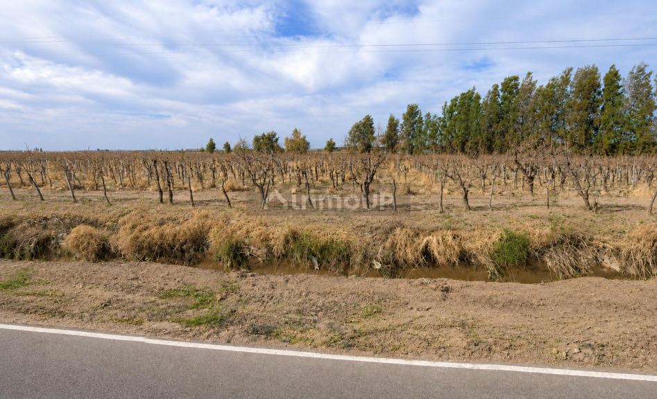 Finca en Venta en Rivadavia, Mendoza