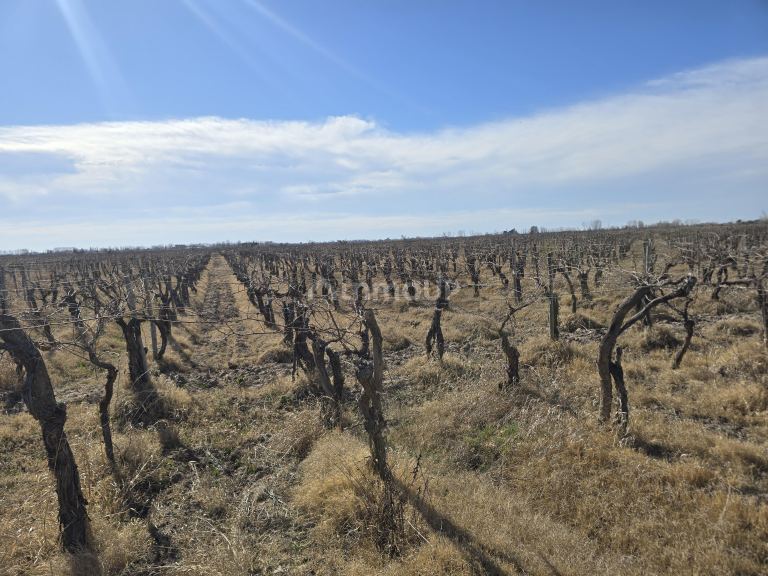 Finca en Venta en Rivadavia, Mendoza