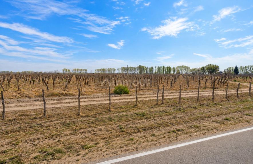 Finca en Venta en Rivadavia, Mendoza