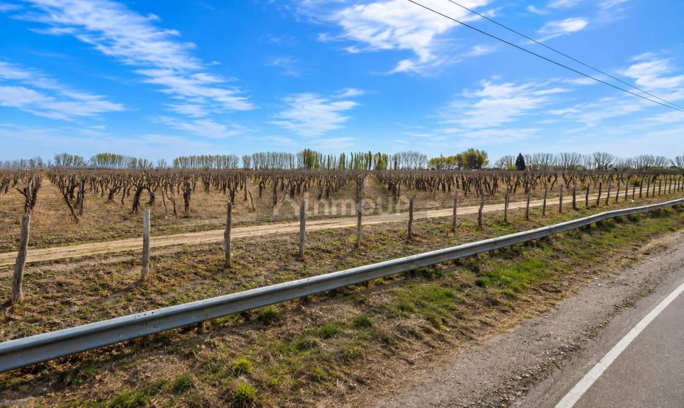 Finca en Venta en Rivadavia, Mendoza