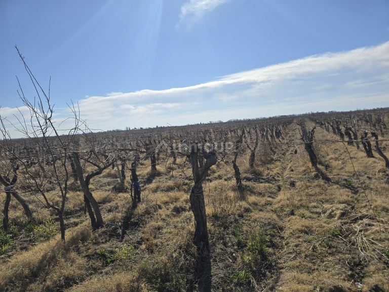 Finca en Venta en Rivadavia, Mendoza
