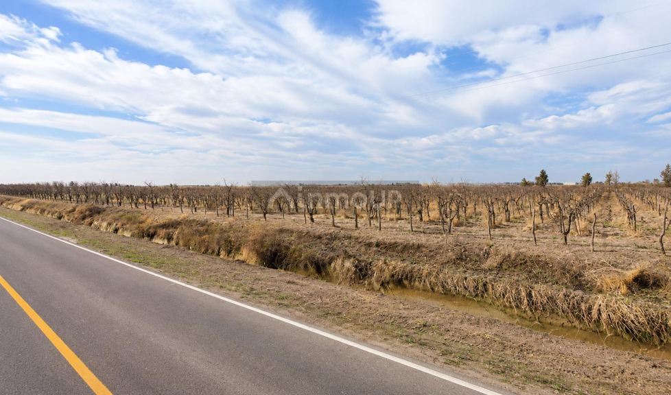 Finca en Venta en Rivadavia, Mendoza