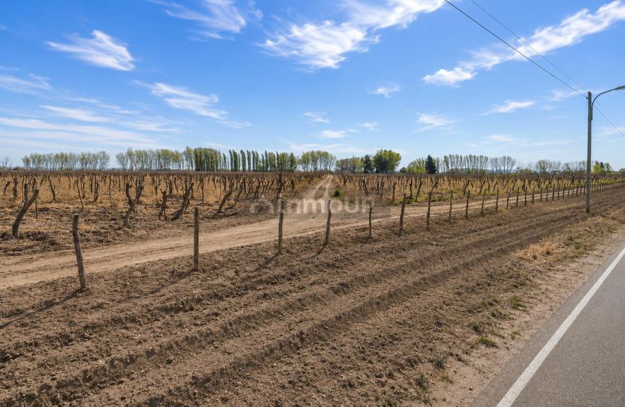 Finca en Venta en Rivadavia, Mendoza