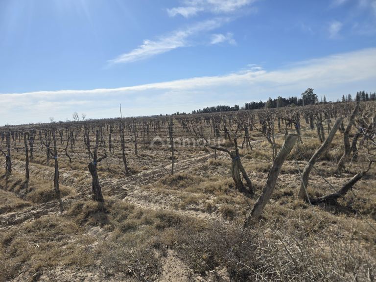 Finca en Venta en Rivadavia, Mendoza